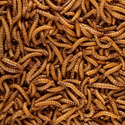 Healthy Herp Insectivore Reptile Treat Mealworms - All Natural, Nutritious Turtle Food, Bearded Dragon Tank Accessories - for Bearded Dragons, Box Turtles, Aquatic Turtles - 0.95 oz (27g)