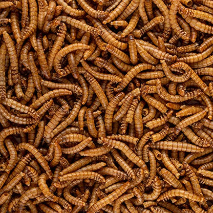 Healthy Herp Insectivore Reptile Treat Mealworms - All Natural, Nutritious Turtle Food, Bearded Dragon Tank Accessories - for Bearded Dragons, Box Turtles, Aquatic Turtles - 0.95 oz (27g)