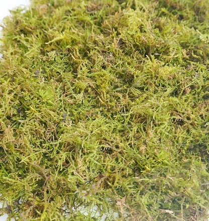 4oz Hermit Crab Moss Substrate, Perfect for Terrarium Habitat Decor& Tank Accessories, Humidity Control & Small Pet Enclosure Supplies