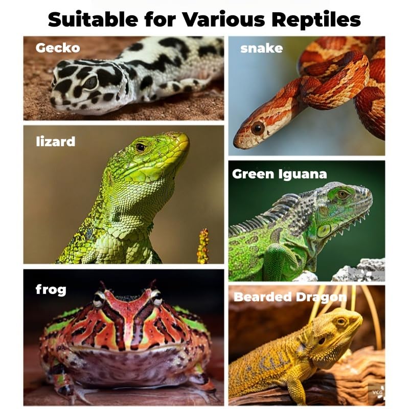 2-Pack Medium Reptile Escape-Proof Feeder Bowls, Clear + Transparent Blue