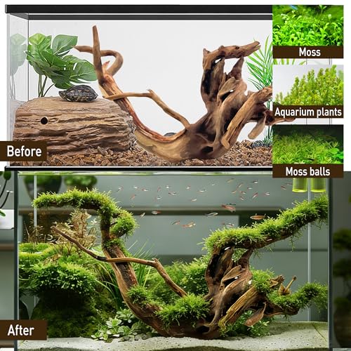 Kaiyuan Dynasty Natural Driftwood for Aquarium Sinkable Driftwood for Reptile Terrariums Fish Tank Decorations 12-16",About 1.5 lbs