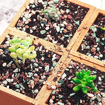 Doter Succulent and Cactus Soil Potting Mix 2.2 LBS, Bonsai Soil Mix Ready to Use, Fast Draining with Added Nutrients - size: 2.2 lbs