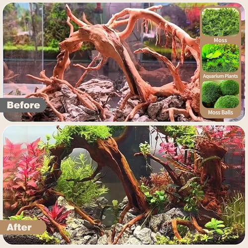 WDEFUN Natural Spiderwood for Aquarium Decor 2-Piece 11''-14'' Long Natural Driftwood Branches for Fish Tank Decorations - size: Spiderwood （11-14 inch pack of 2）