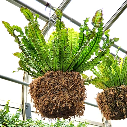 Mosser Lee ML0110 Long Fibered Sphagnum Moss – 432 cu in – High Water Retention, Soil-Free Gardening, Topiary Filler, Hanging Baskets, Crafts & Decoration - style: Spagnum Moss