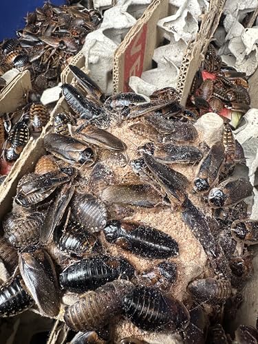 3 LB Premium Dubia Roach & Cricket Chow - size: 3 LB