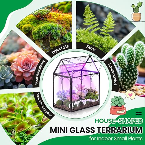 Meonum Tiny Glass Terrarium Kit with Grow Light, Venus Fly Trap Terrarium with Absorbent Mat, Timer&3 Light Modes for Succulent Live Air Plants Indoor Home Office Decor (7.1"x 4.7"x 8.7",USB Powered)