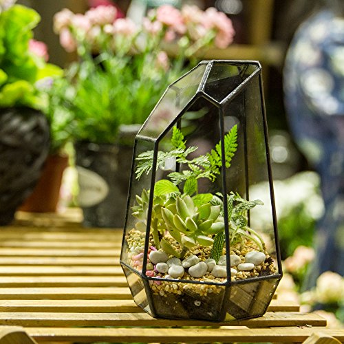 NCYP Small No Door Glass Geometric Terrarium - 4.9 x 3.9 x 7.4 Inches Irregular Clear Terrarium Pot for Mini Succulents, Small Cactus, Indoor Garden Tabletop Decoration (No Plants) - size: 4.9"x3.9"x7.4"