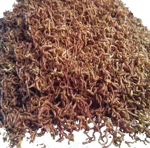 Bloodworms, Freeze Dried Grade A Fresh Floating Bloodworms for All Tropical Fish, Bettas, Discus, Cichlids, Community Fish, Turtles, Carnivore Tropical Fish - 6-lbs - size: 6 Pound (Pack of 1)