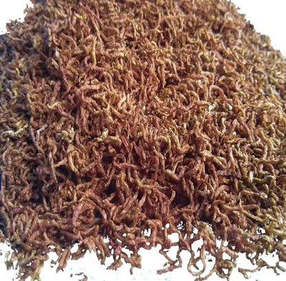 Bloodworms, Freeze Dried Grade A Fresh Floating Bloodworms for All Tropical Fish, Bettas, Discus, Cichlids, Community Fish, Turtles, Carnivore Tropical Fish - 1-lb - size: 1 Pound (Pack of 1)