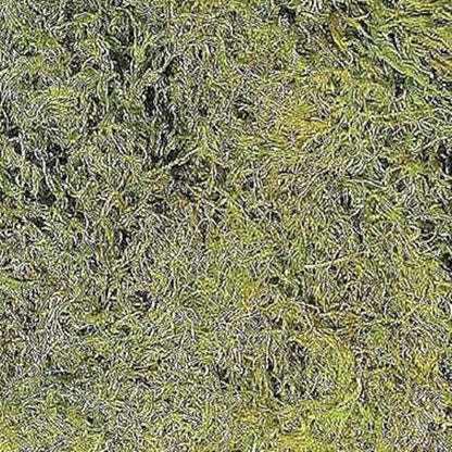 Zoo Med Terrarium Moss, 5.62 liters