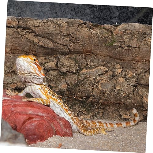 BESPORTBLE 2pcs Bark Aquarium Decor for Reptiles Safe and Wear-Resistant Terrarium Background for Fish Tanks and Reptile Habitats Each