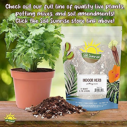 Soil Sunrise Philodendron Plant Potting Soil Mix (8 Quarts) Special Blend for Heart Shape Philodendron Plants Et Al.