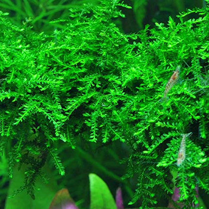 Moss for Aquariums | Live Aquatic Moss (Weeping Moss, 1) - style: Weeping Moss