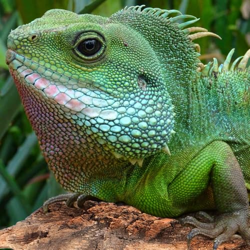 VICASKY Cork Bark Reptile Climbing Paper 4 Pcs Terrarium Background Natural Backdrop Mat Habitat Decor for Spider Lizard Chamelon Turtle Beared Dragon Bearded Tank Flats Decorations Sticks Carpet