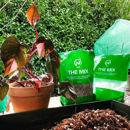 Noot Potting Soil Mix for Indoor & House Plants – 1 Gallon – Orchid, Succulent, Cactus, Aroid, Houseplant, Monstera – Bio-Organic – Fast Draining – Rapid Root Growth – Pre-Soaked & Ready to Use - size: Noot Potting Mix