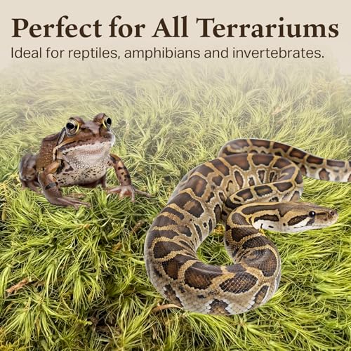 The Habitat Life - Natural Mood Moss - for Reptiles, Amphibians & Invertebrates Terrariums - Moisture-Retaining - Humidity Control - Soft Bedding - Dye-Free & Safe - Medium - 1 Pack - size: Medium, style: Mood Moss