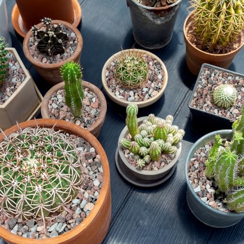 6lbs Mix Horticultural Lava Rocks for Plants, 3/8 Inch Potting Soil Amendment for Succulents, Cacti, Bonsai, Decorative Gravel Plant Drainage Volcanic for Terrarium, Top Dressing