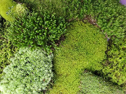Natural Eastern Maine Moss Assortment for Terrariums, Vivariums, Crafts, Models.
