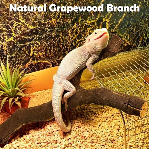 VCEPJH Snake Climbing Branch, 2Pcs Reptile Wood Natural Cork Log Tank Accessories Tree Trunk for Chameleon Bearded Dragon Gecko Snake Frog Spider(11.8 inches) - size: Grape Wood (S:11.8"-2pcs)