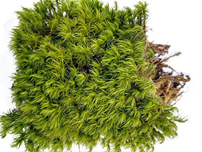 1 Quart of Fresh Organic Terrarium Mood Moss for Terrariums, Fairy Gardens