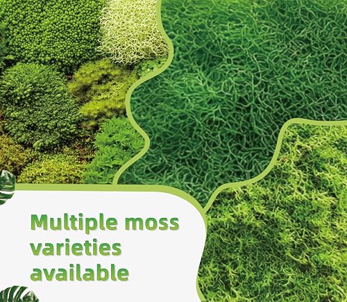 Live Moss Duo Pack – 2 Varieties Mixed Moss for Reptile Terrariums, Amphibian Habitats, Bonsai, Vivariums & Indoor Plant Projects