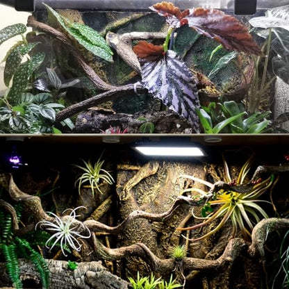 BNOSDM Reptile Forest Climbing Branch Decor Crested Gecko Climb Wood Natural Branches Tree for Snake Frog Chameleon Spider Bearded Dragon Terrarium Habitat Tank Accessories,3PCS