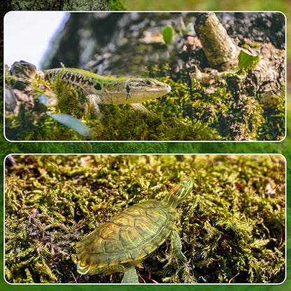 Doter Dried Forest Moss for Plants (10 qt / 2 pcs), Sphagnum Potting Moss for Various Plants, Including Orchids, Carnivorous Plants, Succulents, Garden Flowers, and Reptiles