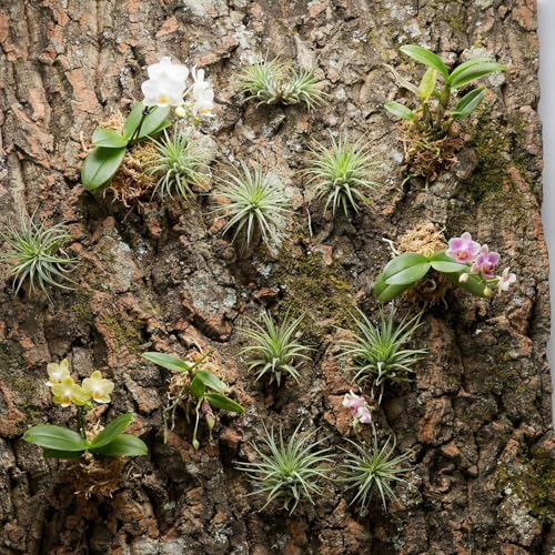 DECHOUS 3Pcs Natural Cork Bark Background for Reptile Tank, Terrarium Decor 15.8" X 12" Tree Barks Wall Panel Climbing Cork Pieces for Lizard Gecko Chameleon Snake Habitat