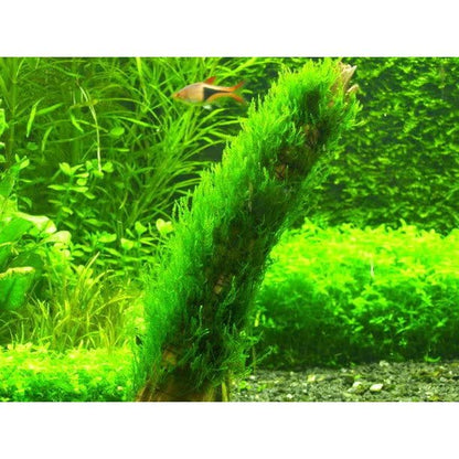 Moss for Aquariums | Live Aquatic Moss (Flame Moss, 1) - style: Flame Moss