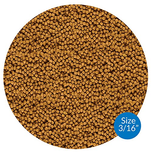 API POND FISH FOOD Pond Fish Food 1.56-Pound Bag - size: 1.56 Pound (Pack of 1)