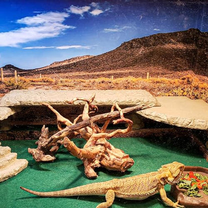 HERCOCCI 2 Pack Reptile Carpet, 39’’ x 20’’ Terrarium Bedding Substrate Liner Reptile Cage Mat Tank Accessories for Bearded Dragon Lizard Tortoise Leopard Gecko Snake (Green) - color: Green