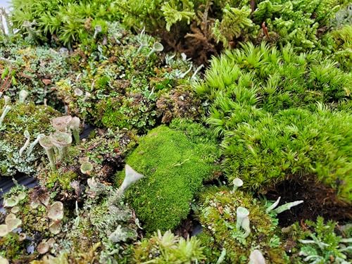 Small Value Fairy Garden Starter Kit Moss and Lichen for Terrarium, 5"x7" Bag