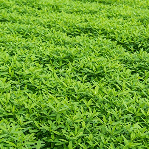 Mountain Valley Seed Co No-Till Garden Farm and Garden Cover Crop Mix Seeds | 5 Lbs - Blend of Gardening Cover Crop Seeds: Hairy Vetch, Daikon Radish, Forage Collards, Triticale, More - size: 5 lbs