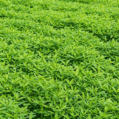 Mountain Valley Seed Co No-Till Garden Farm and Garden Cover Crop Mix Seeds | 5 Lbs - Blend of Gardening Cover Crop Seeds: Hairy Vetch, Daikon Radish, Forage Collards, Triticale, More - size: 5 lbs