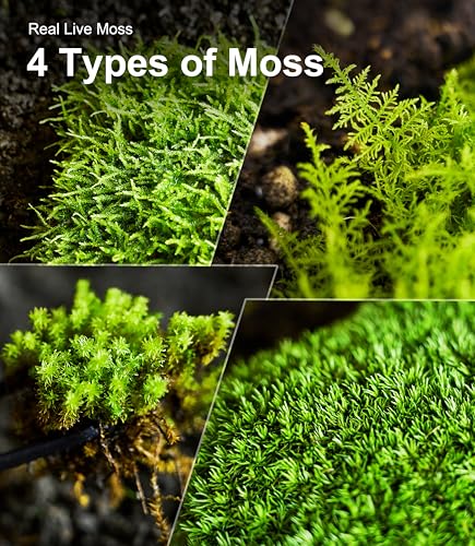 Lucky Runes Live Moss 4-Pack for Terrariums,Potted Plants & Floral Decor | Random Varieties, Easy to Revive, Dye-Free, Mixed Green Texture, Fairy Gardens, Bonsai, Potted Plants, Habitat Accent