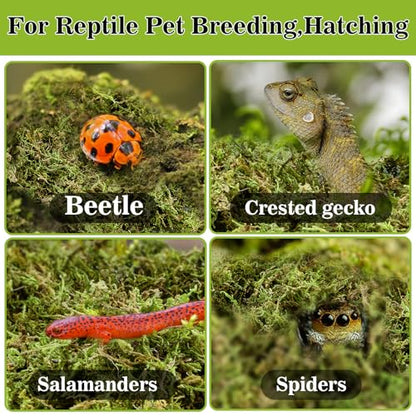 RAINFLOW Sphagnum Moss for Reptiles - 7 Oz Reptile Moss Peat Terrarium Moss Bedding Reptiles Lizard Substrate for Reptile Tank, Snake, Leopard Gecko, Ball Python, Crested Gecko, Turtle, Frog, Hamster