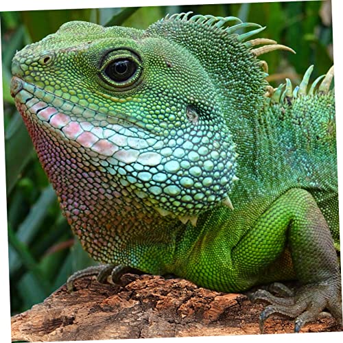 4pcs Reptile Tree Bark Decor for Terrarium Secure Climbing Platform Natural Design for Pets Sturdy and Stain Resistant Reptile Accessories