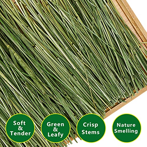 Timothy Hay, 2.2LBS Small Pet Feed | Premium dust free natural fresh timothy hay, for rabbits, tortoises, guinea pigs, chinchillas, 2 packs of 1.1lbs each