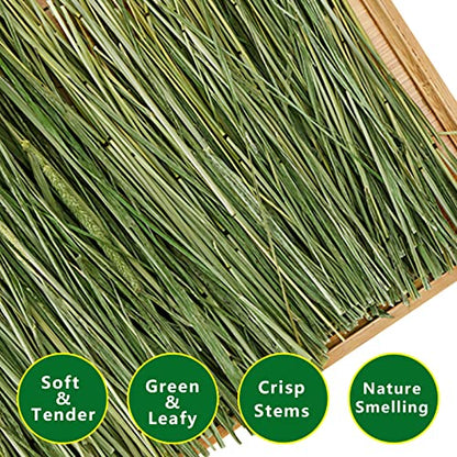 Timothy Hay, 6.6LBS Small Pet Feed | Hand selected natural fresh timothy hay, for rabbits, guinea pigs, chinchillas, 6 packs of 1.1lbs each
