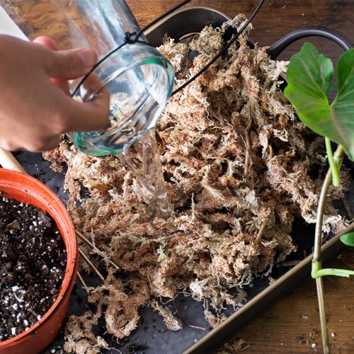 SuperMoss (22325) Orchid Sphagnum Moss Dried, Natural, 1 Pound Mini Bale - size: 1.1 lbs, style: Mini Bale