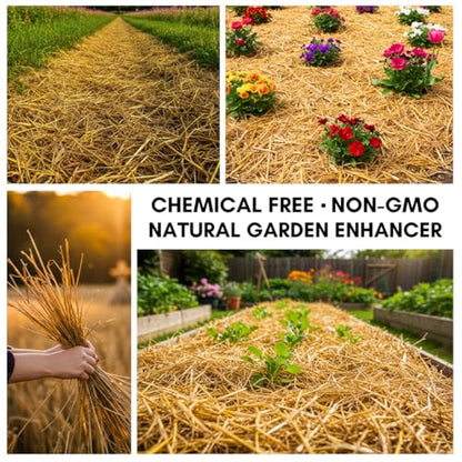 Premium Wheat Straw Growing Substrate – Clean, Dried & Chopped – Ideal for Mushroom Cultivation, Garden Mulch, Worm Bedding & Composting (12 Ounces) - size: 12 Ounces