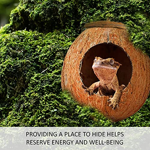 SunGrow Leopard Gecko Coco Hut, Gecko Climbing Accessories, Raw Coconut Shell Reptile Hide, Terrarium Habitat Décor, 2.5” Opening Diameter, with Fiber Loop for Hanging (1-Hole)