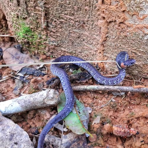 SUPVOX Retractable Stainless Steel Snake Hook Snake Grabber Tool for Safe Reptile Handling and Catching in Outdoor and Pet Care Use