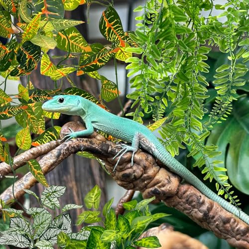 Hamiledyi 5 Pcs Reptile Plants Terrarium Hanging Fake Plant Leaves and Reptile Plants Fake Amphibian Plants 2 Pcs Artificial Leaves for Snake, Lizard, Chameleon
