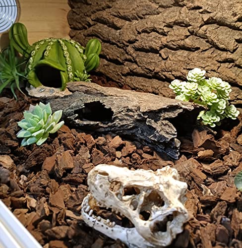 AWXZOM Reptile hideouts Come with Dinosaur Skull Hideout, Resin Cactus Desert Aquarium Tank Habitat Accessories for Bearded Dragon Chameleon Leopard Gecko Snake Fish (Ball Cactus)