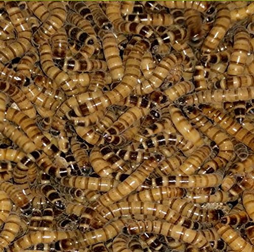 Live Superworms - Kingworms for Feeding Reptiles, Chickens, Fish (2000)