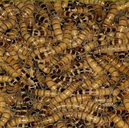 Live Superworms - Kingworms for Feeding Reptiles, Chickens, Fish (2000)