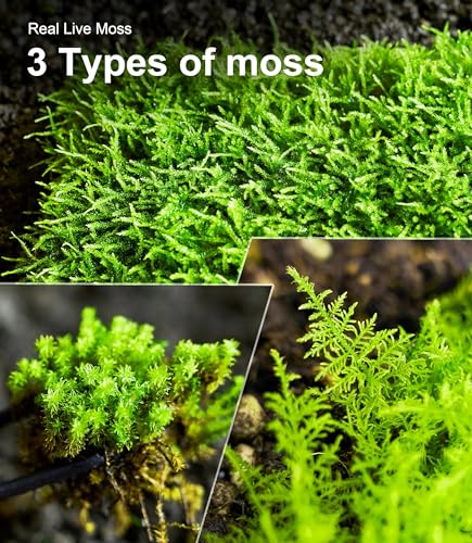 Live Moss Variety Pack for Reptiles– 3-Pack Mixed Real Terrarium Mosses (Each 3.5" x 7") – Live Sheet/Sphagnum Moss for Snake Gecko Turtle Frog Habitats, DIY Plant Décor – Fresh Reptiles Substrate