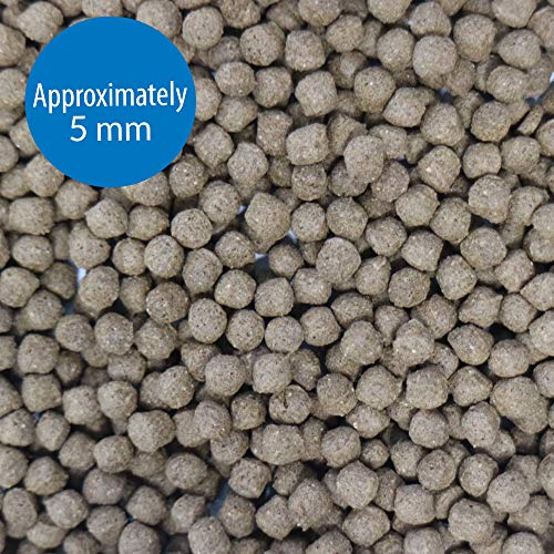 API CICHLID LARGE PELLETS Large Floating Pellets Fish Food 7.1-Ounce Container
