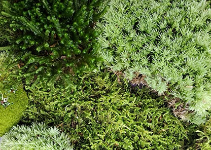 Natural Eastern Maine Moss Assortment for Terrariums, Vivariums, Crafts, Models.